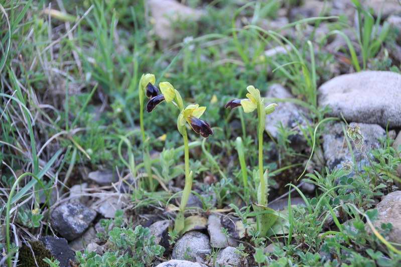 Ophrys iricolor subsp. eleonorae